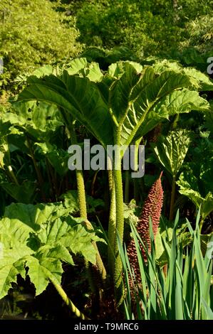 Gunnera manicata, connu comme le géant brésilien-rhubarbe rhubarbe géante Banque D'Images