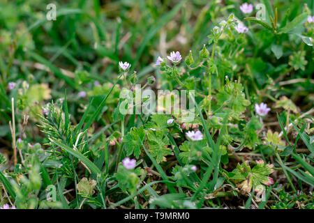 Naples Italie. 11 / Mai / 2019. Une prairie riche en lavande, avec sa caractéristique couleur violette. La pelouse plein de verdure et d'herbe luxuriante. Banque D'Images