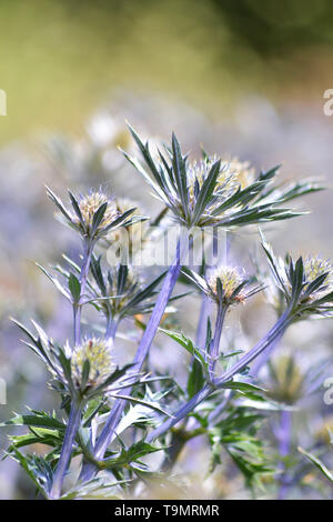 Eryngium bourgatii sainte mer {} {} {Ultra Forncett zabelii} Banque D'Images