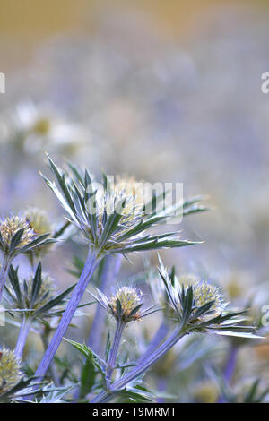 Eryngium bourgatii sainte mer {} {} {Ultra Forncett zabelii} Banque D'Images