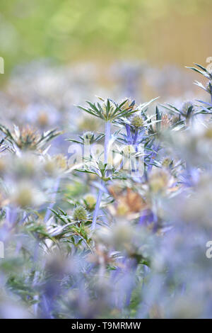 Eryngium bourgatii sainte mer {} {} {Ultra Forncett zabelii} Banque D'Images