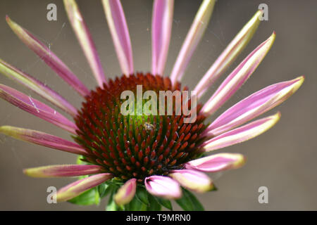 Echinacea angustifolia Échinacée {} Banque D'Images