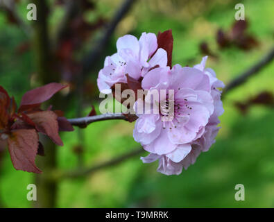 Prunus persica {} {Bonanza Peach Peach peregrine flower} Banque D'Images