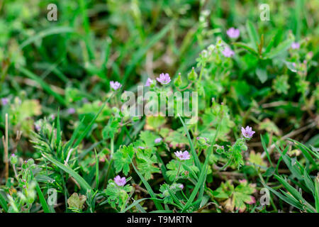 Naples Italie. 11 / Mai / 2019. Une prairie riche en lavande, avec sa caractéristique couleur violette. La pelouse plein de verdure et d'herbe luxuriante. Banque D'Images