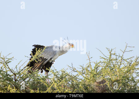 Jeune secrétaire oiseau (Sagittaire serpentarius) perché dans un arbre, lac d'acadia, Ndutu Tanzanie Banque D'Images