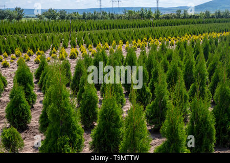 Arborvitae. Cèdre Goldstrike. Pour beaucoup de pépinière en thuya vert nature. Banque D'Images