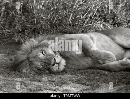 Sleeping lion mâle, le lac Ndutu, Tanzanie Banque D'Images