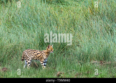 Serval (Leptailurus serval cat) la chasse dans les herbes hautes, le lac Ndutu, Tanzanie Banque D'Images