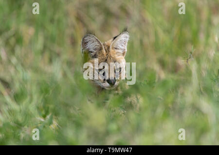 Serval (Leptailurus serval) Chat en utilisant des tactiques furtives pour chasser dans les herbes hautes, le lac Ndutu, Tanzanie Banque D'Images