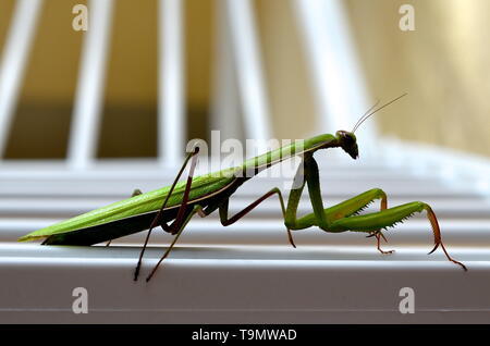 Praying mantis close up Banque D'Images