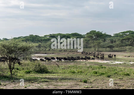 Grande courbe de la migration des Gnous (Connochaetes taurinus) albojubatus, traverser un petit ruisseau, lac Ndutu, Tanzanie Banque D'Images