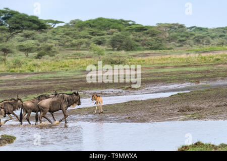 Veau nouveau-né avec cordon ombilical encore attaché à sa maman, le lac Ndutu, Tanzanie Banque D'Images