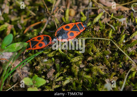 L'accouplement Firebugs close up ou macro. Deux firebugs Pyrrhocoris apterus connectées ensemble, Banque D'Images