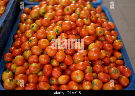 Groupe des tomates rouges dans le bac village market agriculture farm Banque D'Images