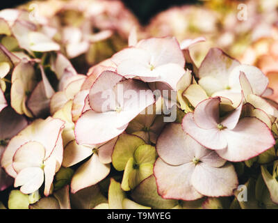 Détail de l'hydrangea macro ou hortensia fleur asiatique avec du papier, comme les pétales de rose un arrière-plan close-up Banque D'Images