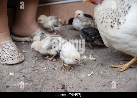 Petits poulets alimentation manger dans la cour. La volaille. L'Ukraine Banque D'Images