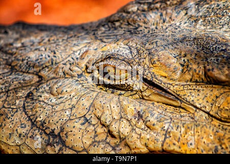 Fermé de droit de l'œil de crocodile. C'est photo nature du crocodile du Nil au Sénégal, l'Afrique. L'œil est jaune et a une bordure noire élève. Il est sur Banque D'Images