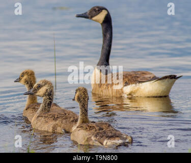 Canada Goose et trois oisons - printemps dans le Crex Meadows de faune dans le nord du Wisconsin Banque D'Images