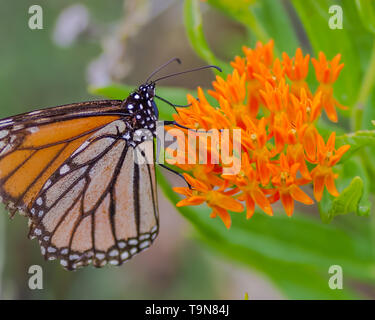 Un papillon monarque sur orange fleurs sauvages dans la belle Crex Meadows de faune dans le nord du Wisconsin Banque D'Images