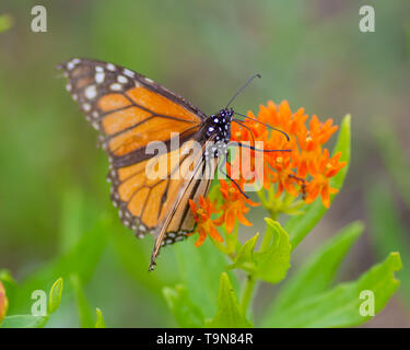 Un papillon monarque sur orange fleurs sauvages dans la belle Crex Meadows de faune dans le nord du Wisconsin Banque D'Images