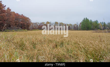 Grandes zones humides /prairies par des roseaux qui coule dans le vent bordée par les arbres d'automne - le bouleau blanc et d'autres espèces - dans le Crex Meadows Faune je Banque D'Images