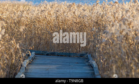 Passerelle en bois chemin comprises dans les hautes herbes, les quenouilles et les roseaux, sur la rivière du Minnesota dans le Minnesota Valley National Wildlife Refuge Banque D'Images