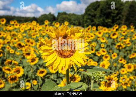 Des tournesols jaunes dans un champ, un hors-du-champ, Rochester, dans le nord de New York Farmland USA, se démarquent des jardins colorés annuals terres agricoles Banque D'Images