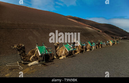 Petite caravane de chameaux au repos dans le désert sur bown sable dans journée ensoleillée Banque D'Images