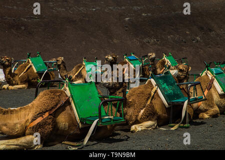 Petite caravane de chameaux au repos dans le désert sur bown sable dans journée ensoleillée Banque D'Images