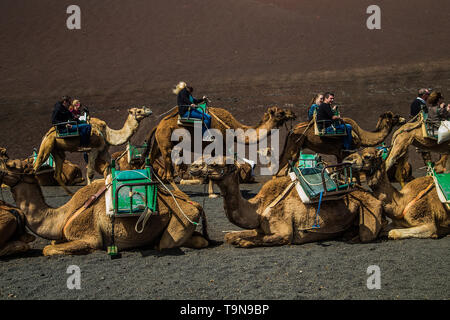Lanzarote, Espagne, le 7 mars 2016. Une caravane de chameaux de packs avec cavaliers et un chauffeur va sur un désert dans l'après-midi en bon temps ensoleillé Banque D'Images