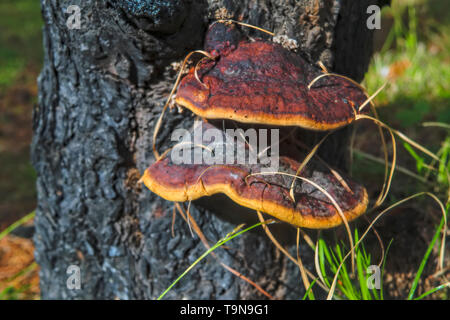 Les champignons d'arbre sur un tronc de pin brûlé après un feu de forêt. Parasite de champignons sur le tronc d'un pin. Banque D'Images