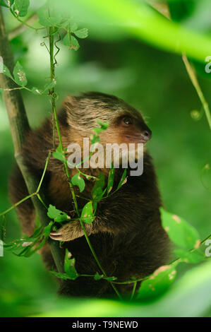 Hoffmann's deux doigts Choloepus hoffmanni sloth (bébé) à coucher dans rainforest / Camino de Cruces Parc National, le Panama. Banque D'Images