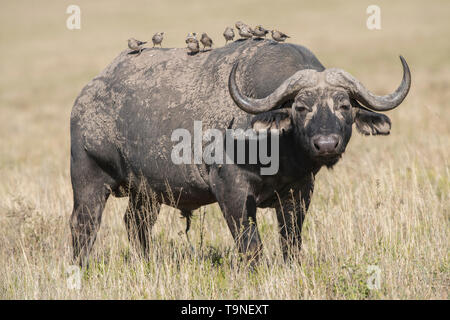 Buffle avec oxpeckers sur l'arrière, le Parc National du Serengeti Banque D'Images