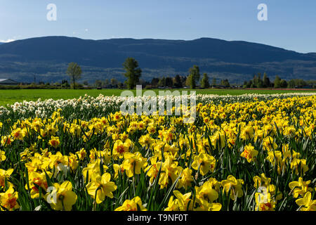 Chilliwack, CANADA - LE 20 AVRIL 2019 : jaune jonquilles champ de fleur à la ferme en Colombie-Britannique Banque D'Images