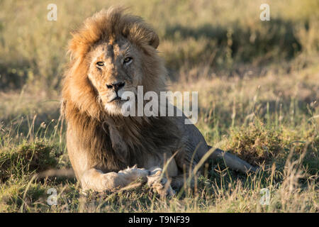 Homme lion reposant, le Parc National du Serengeti Banque D'Images