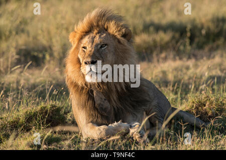 Homme lion reposant, le Parc National du Serengeti Banque D'Images