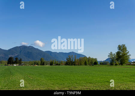 Chilliwack, CANADA - LE 20 AVRIL 2019 : grand terrain vert à la ferme en Colombie-Britannique au printemps Ensoleillé Banque D'Images