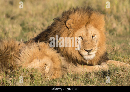 Homme lion reposant, le Parc National du Serengeti Banque D'Images