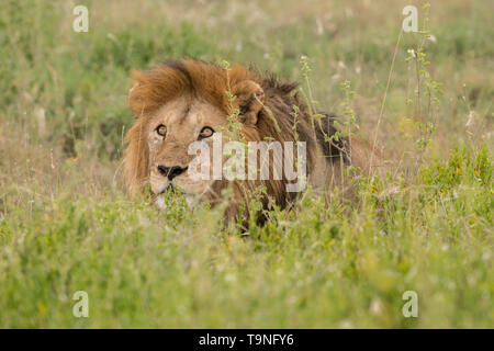 Homme lion reposant, le Parc National du Serengeti Banque D'Images