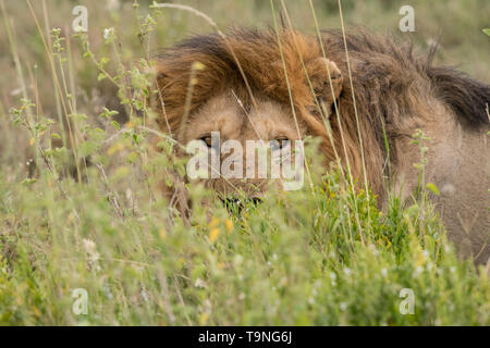 Homme lion reposant, le Parc National du Serengeti Banque D'Images