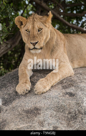 Young male lion reposant sur une colline, le Parc National du Serengeti Banque D'Images