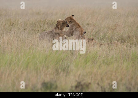 Les jeunes lions mâles combats, Serengeti National Park Banque D'Images