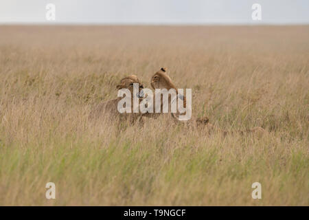 Les jeunes lions mâles combats, Serengeti National Park Banque D'Images