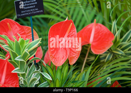 London,UK,20 mai 2019,à l'Anthurium Fleur Flamingo RHS Chelsea Flower Show Press Day qui a lieu avant qu'il ouvre officiellement demain jusqu'à samedi 25 mai. Le célèbre Flower Show est un glamour, fun et une journée d'éducation qui est fréquenté par de nombreuses célébrités. Il y a beaucoup de jardins, de fleurs, chapiteaux tous situé dans le magnifique parc du Royal Hospital Chelsea.Credit : Keith Larby/Alamy Live News Banque D'Images