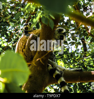 Portrait de la ring-tailed lemur Lemur catta aka King Julien à Anja Réserve communautaire ,Manambolo, Ambalavao, Madagascar Banque D'Images