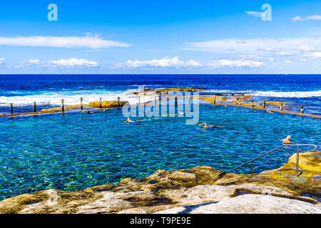 Les nageurs dans la piscine dans les rochers, au nord de Maroubra Beach à Sydney, Australie Banque D'Images