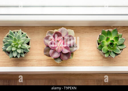 Diverses plantes succulentes organisées par la fenêtre. Banque D'Images
