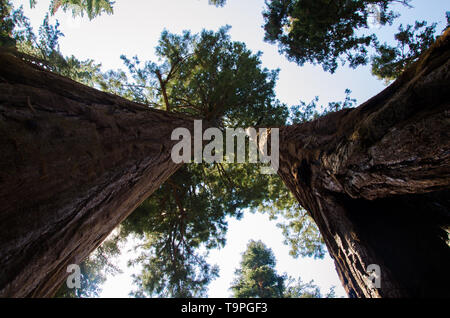 Regardant les arbres Mammut dans Sequoia Banque D'Images