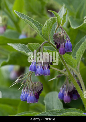 Symphytum officinale Consoude, commun, en fleurs, Lea Valley, Essex, UK Banque D'Images