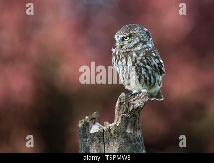 Petit hibou, parc national de Hortobágy, Hongrie Banque D'Images